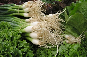 Spring Onion Images Prints: Lettuce and spring onions