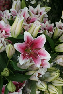Photoslot Images Prints: Lilies
