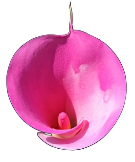 Fresh Cut Flowers Prints: Lily