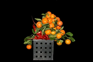Colorful Citrus Fruits Prints: Oranges