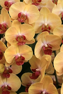 March Prints: Orchid Print from Photoslot