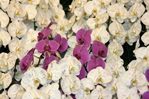 March Prints: Orchid Print from Photoslot