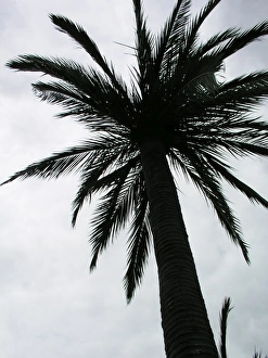 Photoslot Stock Images Prints: Palm tree
