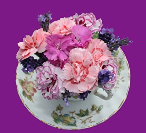 Floral Still Life Photography Prints: Pinks in teacup