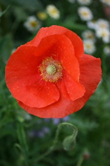 Floral Photography Prints: Poppy