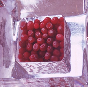 Summer Desserts Ideas Prints: Redcurrants in ice