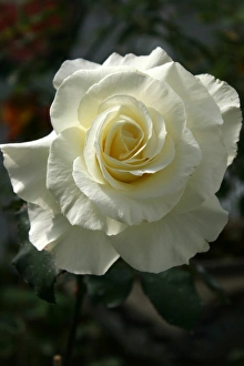 Valentine's Day Flowers Prints: Roses