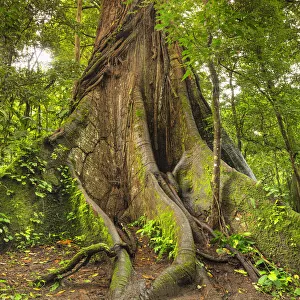 30 meters high Kapok tree (Ceiba pentandra), Central Highlands, Arenal National Park 30 meters high Kapok tree (Ceiba pentandra), Central Highlands, Arenal National Park