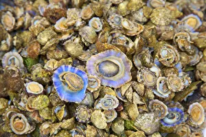 Abalone, Ortygia, Syracuse, Sicily, Italy Abalone, Ortygia, Syracuse, Sicily, Italy