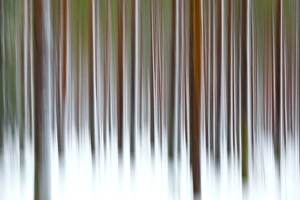 Abstract details of tree trunks in the snowy woods Alaniemi Rovaniemi Lapland region Abstract details of tree trunks in the snowy woods Alaniemi Rovaniemi Lapland region