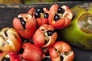 Ackee & Coconuts, Morant Bay, St. Thomas Parish, Jamaica, Caribbean Ackee & Coconuts, Morant Bay, St. Thomas Parish, Jamaica, Caribbean