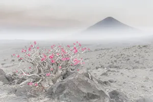 Adenium obesum in Lake Natron area, Northern Tanzania, with the active volcano Ol Doinyo Adenium obesum in Lake Natron area, Northern Tanzania, with the active volcano Ol Doinyo