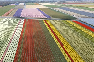 Netherlands Collection: An aerial view of tulip fields near Lisse, North Holland, Netherlands