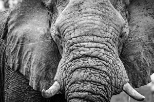 Africa, Botswana, okavango delta. A portrait of an elephant Africa, Botswana, okavango delta. A portrait of an elephant