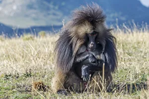 Africa, Ethiopia, Debre Libanos. Gelada Baboon at the ethiopian highlands Africa, Ethiopia, Debre Libanos. Gelada Baboon at the ethiopian highlands