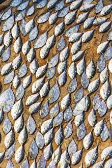 Related Images Collection: Africa, Ghana, Elmina drying fish at the market