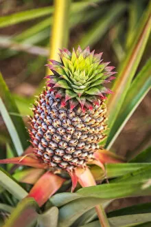 Related Images Collection: Africa, Ghana, Volta Region. Pineapple plant