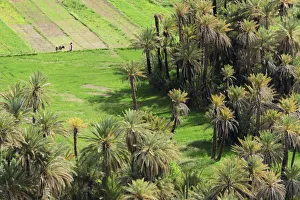 Africa, Morocco, palm oasis near Tinghir Africa, Morocco, palm oasis near Tinghir