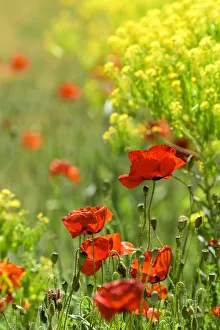 Africa, Morocco, Poppy field in the Atlas mountains Africa, Morocco, Poppy field in the Atlas mountains