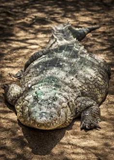 Africa, Namibia, Otjiwarongo. Crocodile at the farm Africa, Namibia, Otjiwarongo. Crocodile at the farm