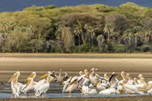 Lake Eyasi Collection: Africa, Tanzania, Lake Eyasi. A group of great white pelicans