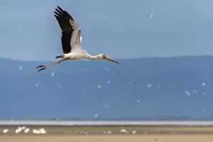 Lake Eyasi Collection: Africa, Tanzania, Lake Eyasi. Yellow billed stork flying