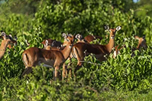 Africa, Tanzania, Loiborsoit. A group of Impalas Africa, Tanzania, Loiborsoit. A group of Impalas