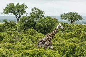 Kilimanjaro National Park Collection: Africa, Tanzania, Mikumi National Park. A Masai Giraffe in the forest