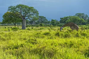 Kilimanjaro National Park Collection: Africa, Tanzania, Mikumi National Park. Masai Giraffe in the landscape with beautiful