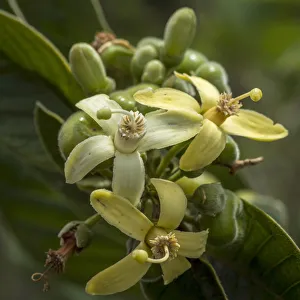 Africa, Tanzania, Usambara Mountains. Flowers Africa, Tanzania, Usambara Mountains. Flowers