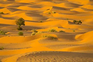 Africa, Tunisia, Ksar Ghilane Desert Oasis Africa, Tunisia, Ksar Ghilane Desert Oasis