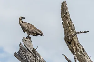 Africa, Zimbabwe, Hwange National park, Cape vulture on a dead tree Africa, Zimbabwe, Hwange National park, Cape vulture on a dead tree