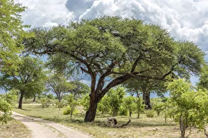Africa, Zimbabwe, track through the bush in Hwange National Park Africa, Zimbabwe, track through the bush in Hwange National Park