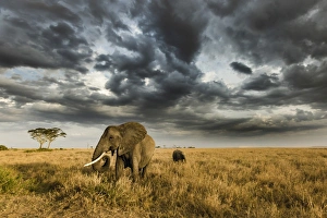 African elephant with calf grazing at sunset in Southern Serengeti plains, as a thunderstorm African elephant with calf grazing at sunset in Southern Serengeti plains, as a thunderstorm