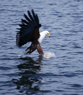 African Fish Eagle Prints: An African fish eagle