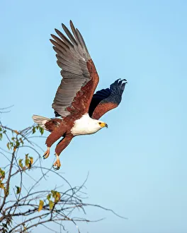 African Fish Eagle Print, Okavango Delta, Botswana