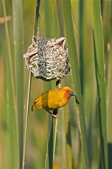 An African Golden Weaver at its nest near Soni in the Western Arc of the Usambara An African Golden Weaver at its nest near Soni in the Western Arc of the Usambara