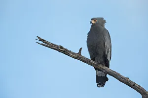 African Harrier-Hawk (Polyboroides typus), Botswana, Africa African Harrier-Hawk (Polyboroides typus), Botswana, Africa