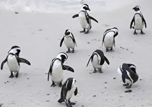 African penguins (Jackass penguins) on Boulders Beach, SimonaAAs Town, Cape Town African penguins (Jackass penguins) on Boulders Beach, SimonaAAs Town, Cape Town