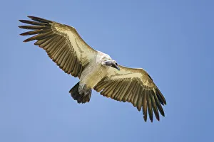African White-backed Vulture (Gyps africanus) in flight Serengeti National Park African White-backed Vulture (Gyps africanus) in flight Serengeti National Park