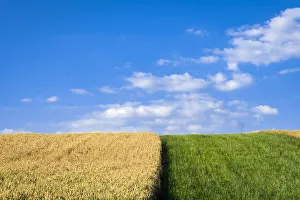 Agricultural field against sky on sunny day near Vrbice, Breclav District Agricultural field against sky on sunny day near Vrbice, Breclav District