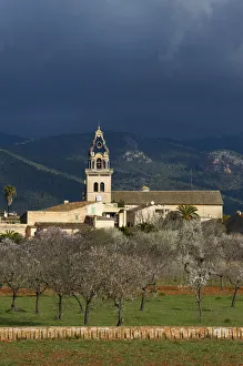 Almond Blossom nearby Santa Maria del Cami, Tramuntana, Majorca, Balearics, Spain Almond Blossom nearby Santa Maria del Cami, Tramuntana, Majorca, Balearics, Spain