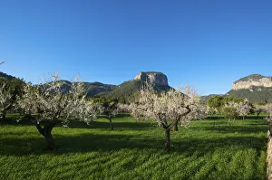 Almond Blossom, Serra de Tramuntana auf Majorca, Balearics, Spain Almond Blossom, Serra de Tramuntana auf Majorca, Balearics, Spain