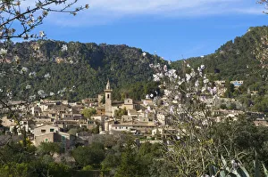 Almond Blossom, Valldemossa, Serra de Tramuntana, Majorca, Balearics, Spain Almond Blossom, Valldemossa, Serra de Tramuntana, Majorca, Balearics, Spain