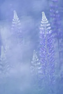 Alpine Lupins (Lupinus), Close-up, Slovenia Alpine Lupins (Lupinus), Close-up, Slovenia
