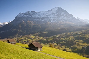 Eiger Mountain Switzerland Prints: Alpine Meadow, Eiger & Grindelwald, Berner Oberland, Switzerland