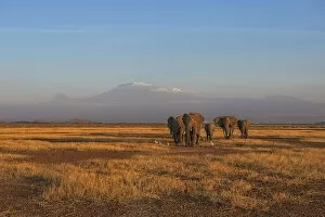 Kilimanjaro National Park Collection: Amboseli Park, Kenya, Africa Family of elephants taken at sunset in the park
