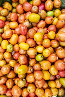 Americas, Central America, El Salvador, jocote (Spondias purpurea Americas, Central America, El Salvador, jocote (Spondias purpurea