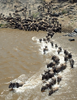 Wildebeest River Crossing Prints: During the annual migration of up to 1