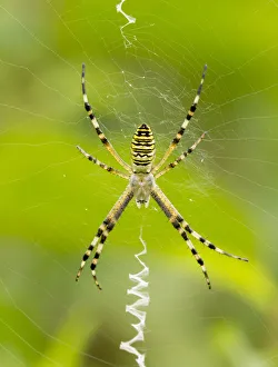 Argiope fasciata or Argiope Bruennuchi at the center of its cobweb is waiting for prey Argiope fasciata or Argiope Bruennuchi at the center of its cobweb is waiting for prey